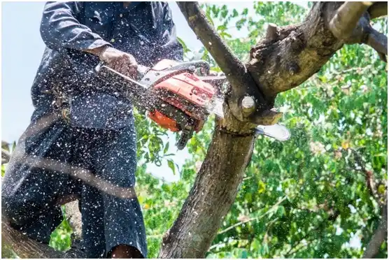 tree services Smyrna